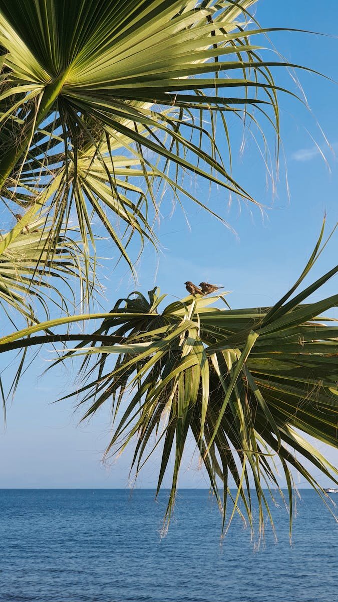 Understanding the Role of a Criminal Trial Lawyer