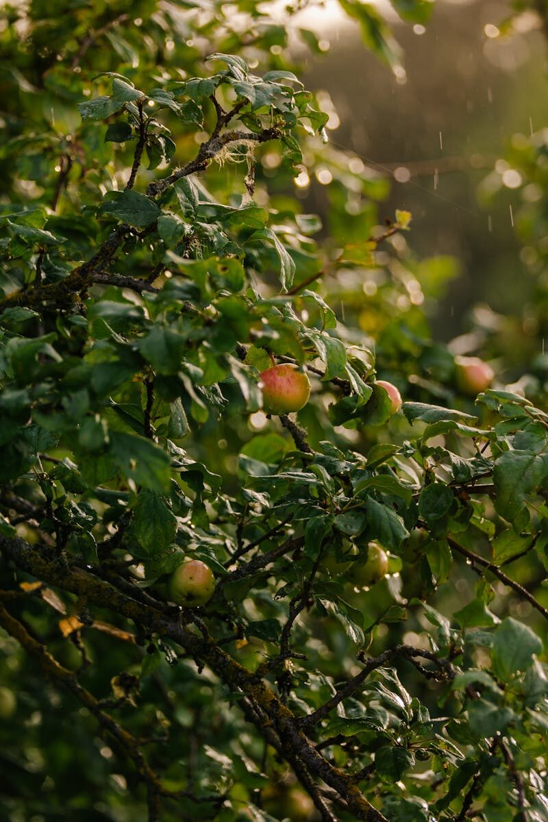 Landlord Obligations for Smoke Detectors