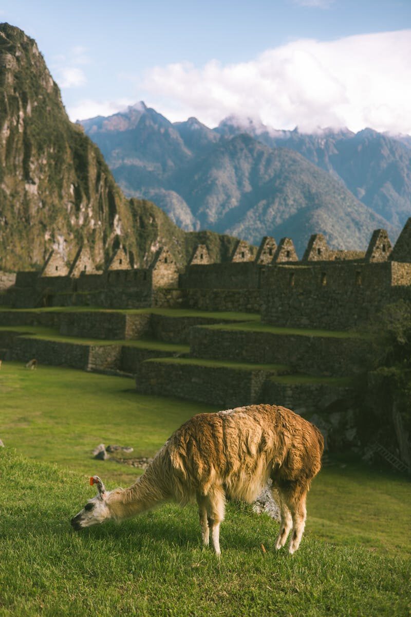 Legal Considerations in Business Succession